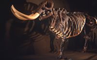Mastadon skeleton