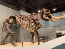Herman the mastodon