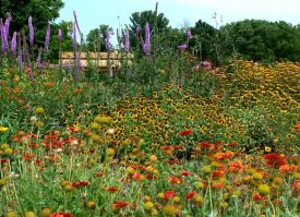 Make Your Yard Florida Friendly with Mark Tancig