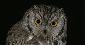 owl