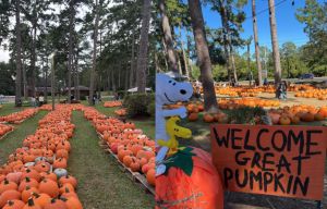 pumpkin patch