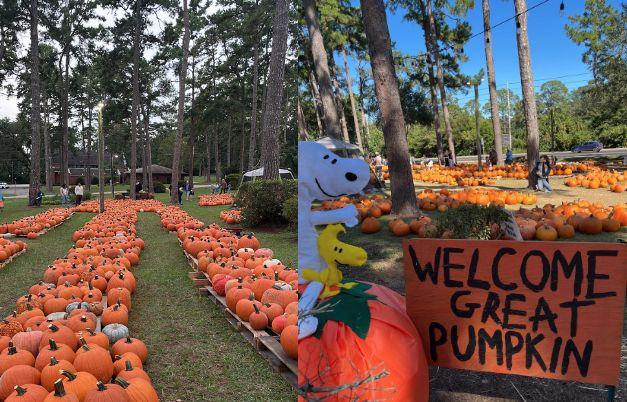 pumpkin patch