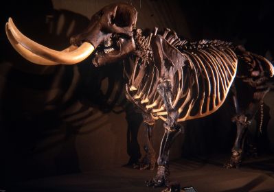 Museum of Florida History