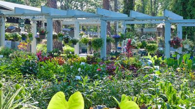 Tallahassee Nurseries