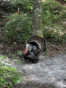 North Florida Wildlife Center